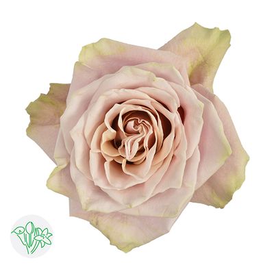 Rose- Amaretto Pink 50cm