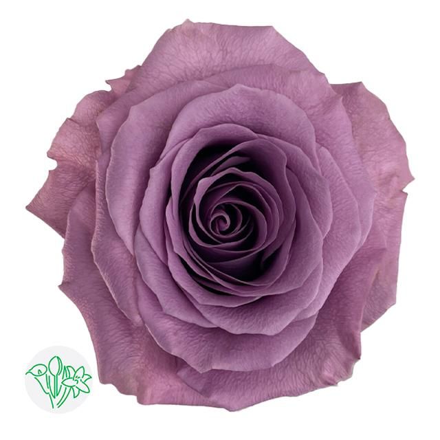 Rose- Amatista 50cm