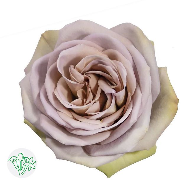 Rose- Amnesia 40cm