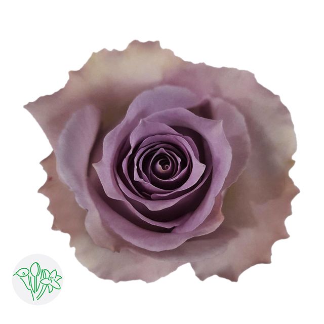 Rose- Blue Dream 40cm