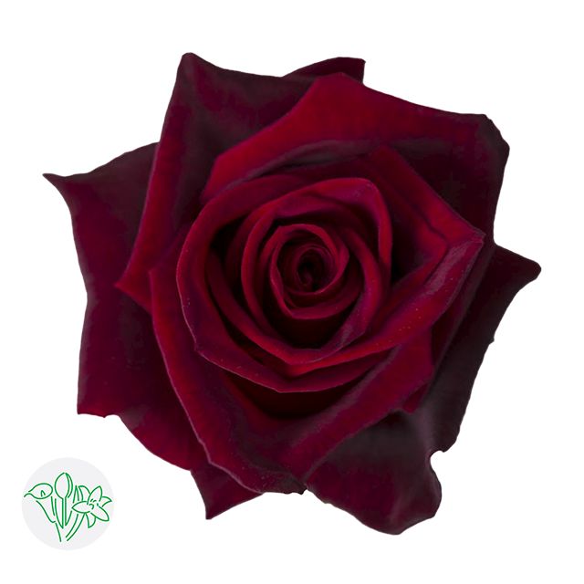 Rose- Black Magic 50cm