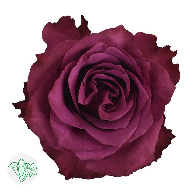 Rose- Blueberry 50cm