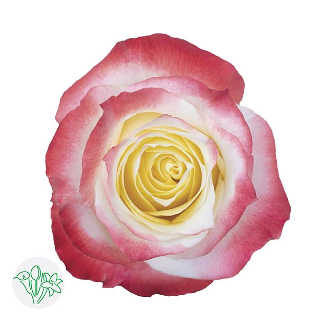 Rose- Cabaret 50cm