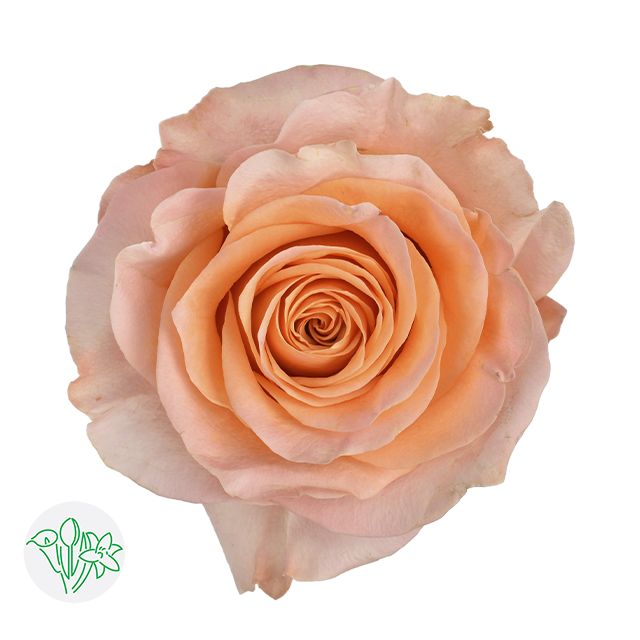 Rose- Coral Reef 50cm