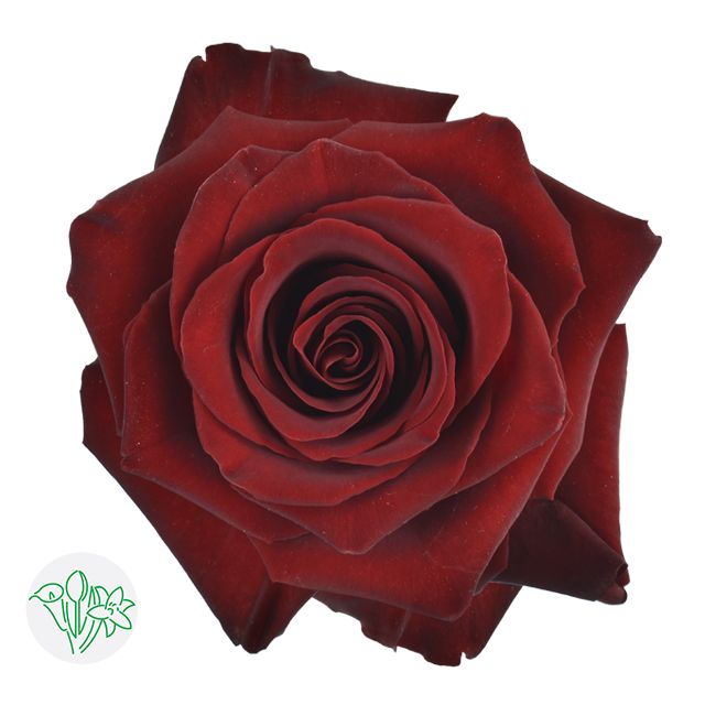 Rose- Explorer 50cm