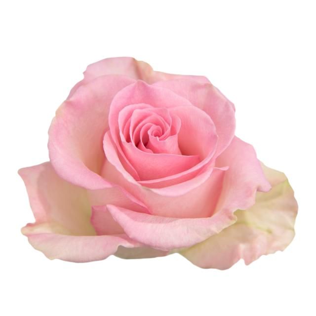 Rose- Blessing 60cm