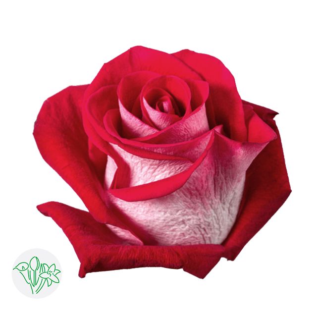Rose- Bluez 50cm