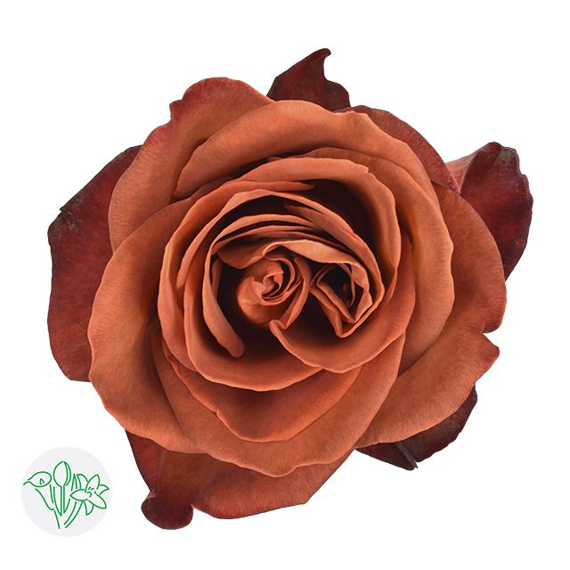 Rose- Cafe Del Mar 50cm