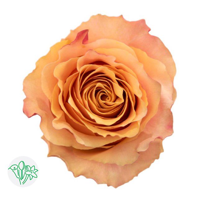 Rose- Carpediem 40cm