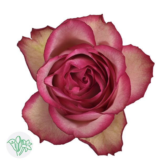 Rose- Carousel 40cm