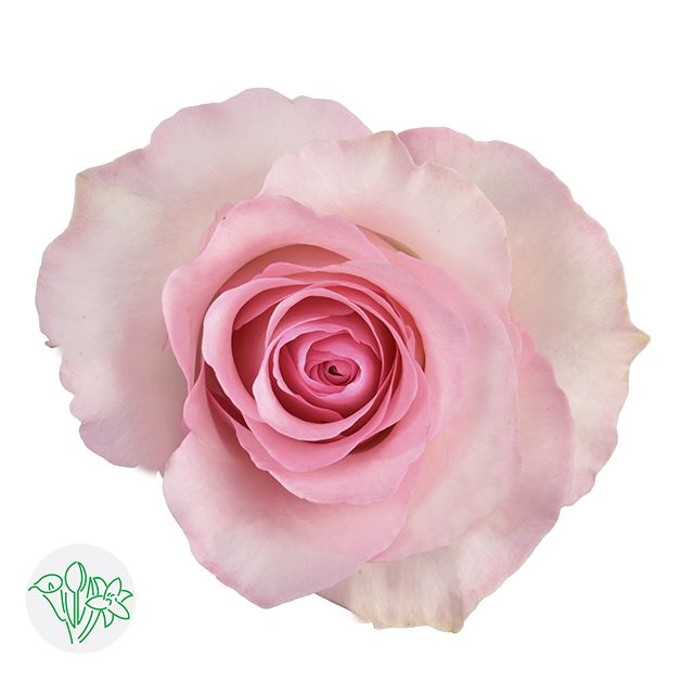 Rose- Christa 50cm
