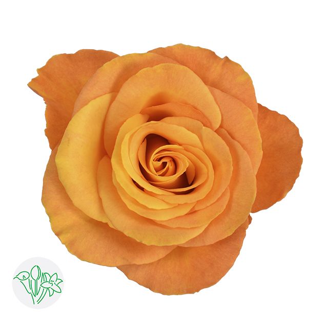 Rose- Confidential 50cm