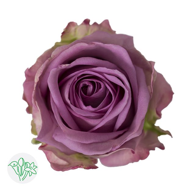 Rose- Cool Water 50cm