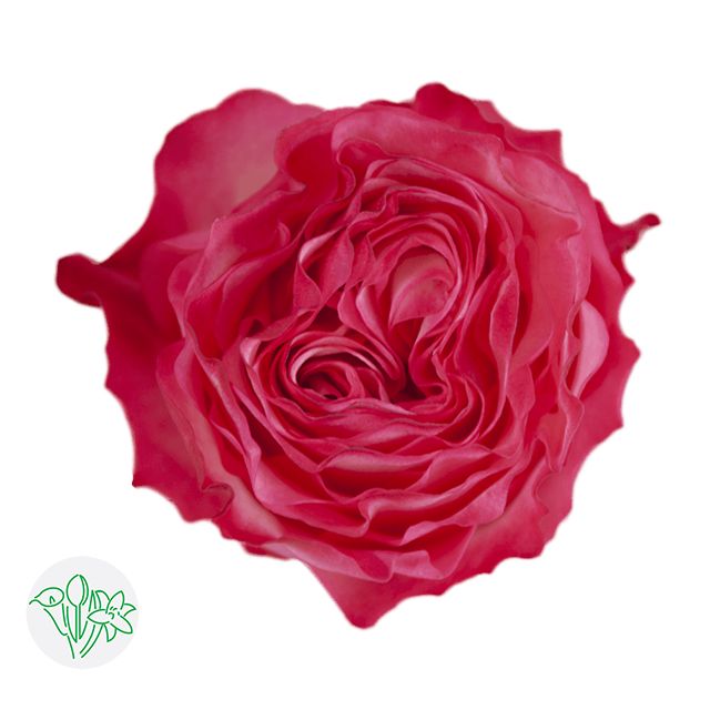 Rose- Enchantment 50cm