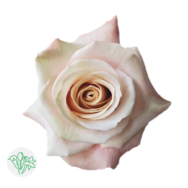 Rose- Cleo 50cm