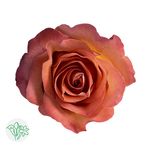 Rose- Coffee Break 40cm