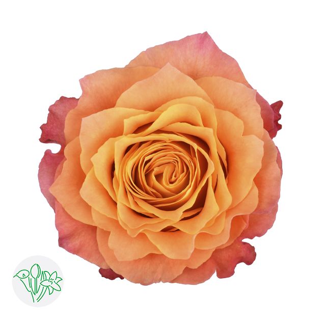 Rose- Free Spirit 40cm