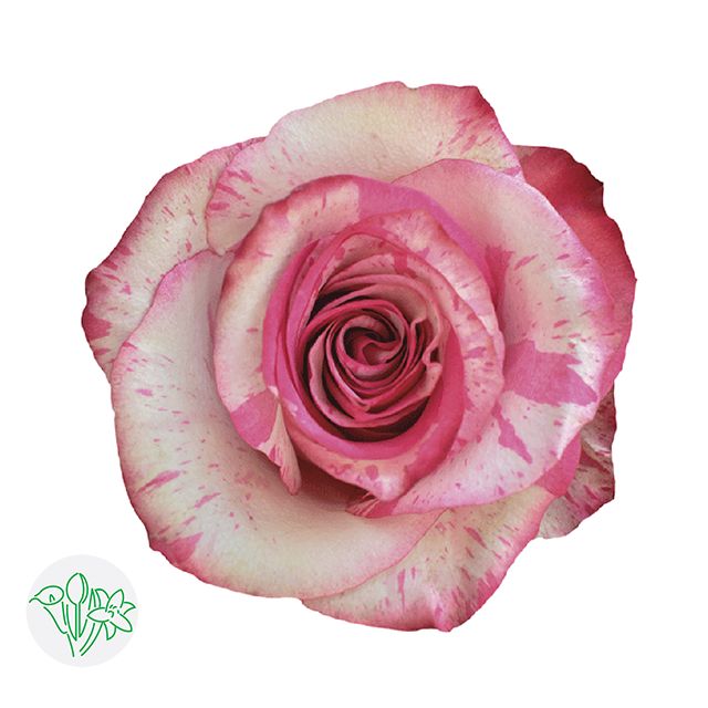 Rose- Magic Times 50cm