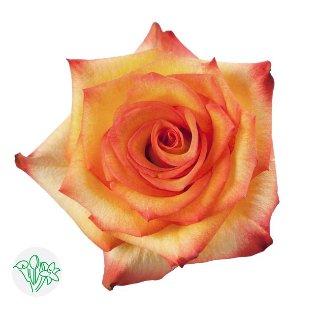 Rose- High &amp; Magic 50cm