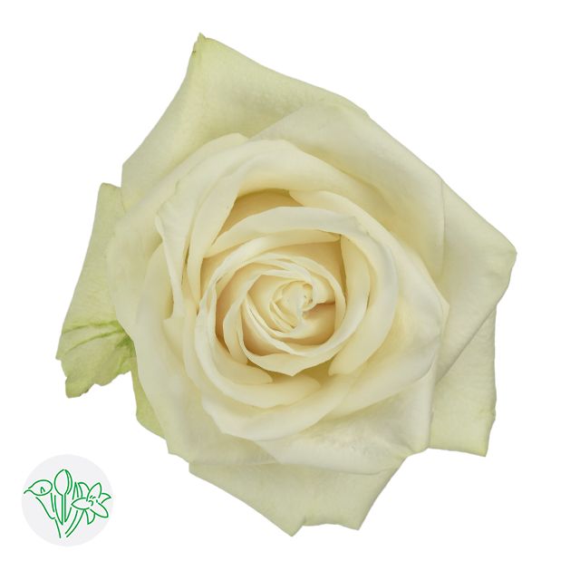 Rose- Vendela 50cm