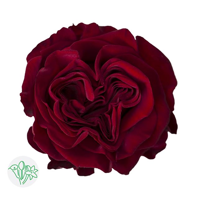 Rose- Hearts 50cm