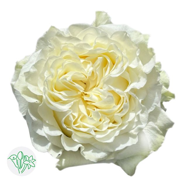 Garden Rose- Cream Kiss 50cm