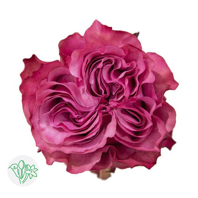 Rose- Country Blues 50cm