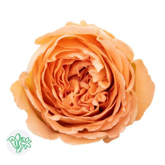 Rose- Country Home 50cm