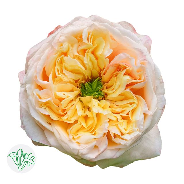 Garden Rose- Cream Juliet 40cm