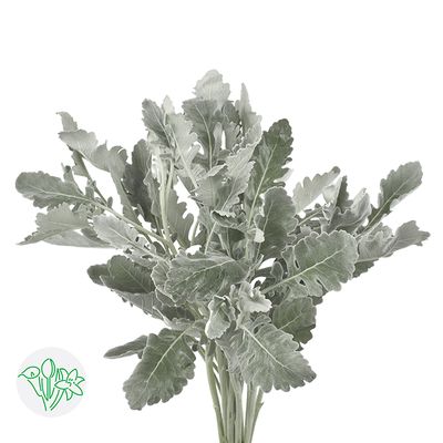 Dusty Miller 50cm