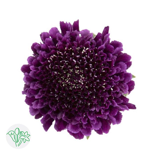 Scabiosa Focal Dark Purple 50cm