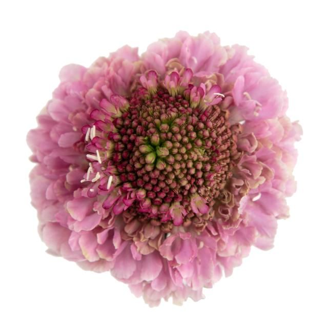 Scabiosa Focal Candy 50cm