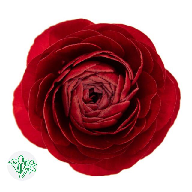 Ranunculus Rave Red 40cm