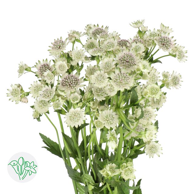 Astrantia White 50cm