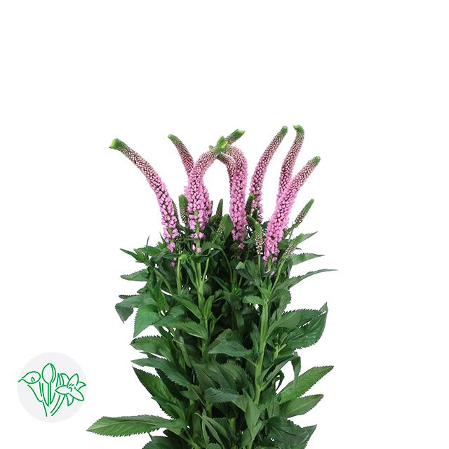 Veronica Pink 60cm