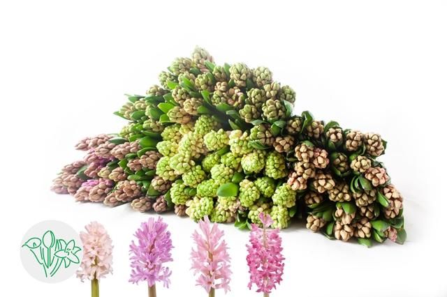 Hyacinth  Assorted Pinks 30cm