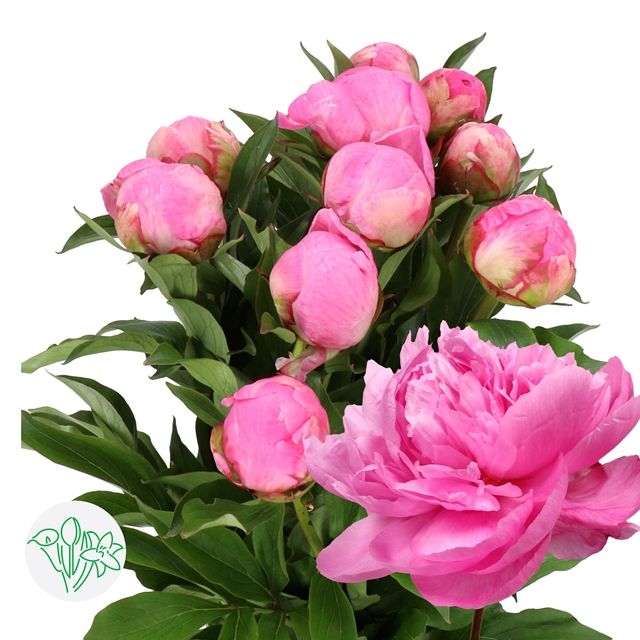 Peony Alexander Fleming 50cm