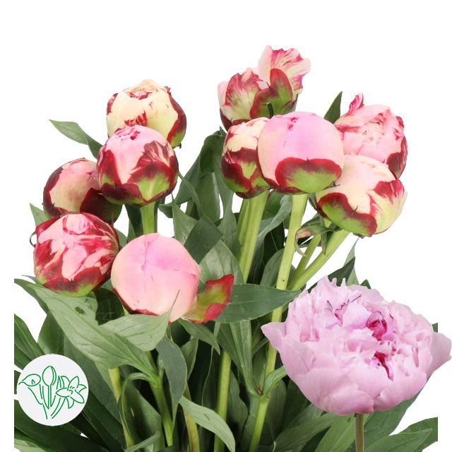 Peony Sarah Bernhardt 50cm