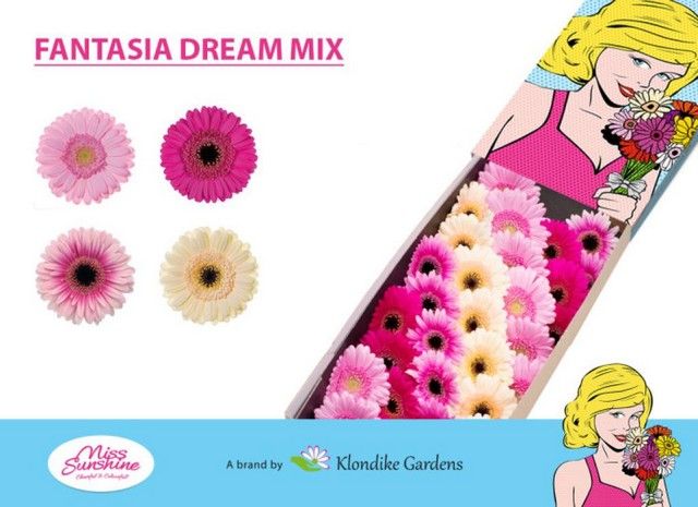 Gerbera Dream Assorted 45cm