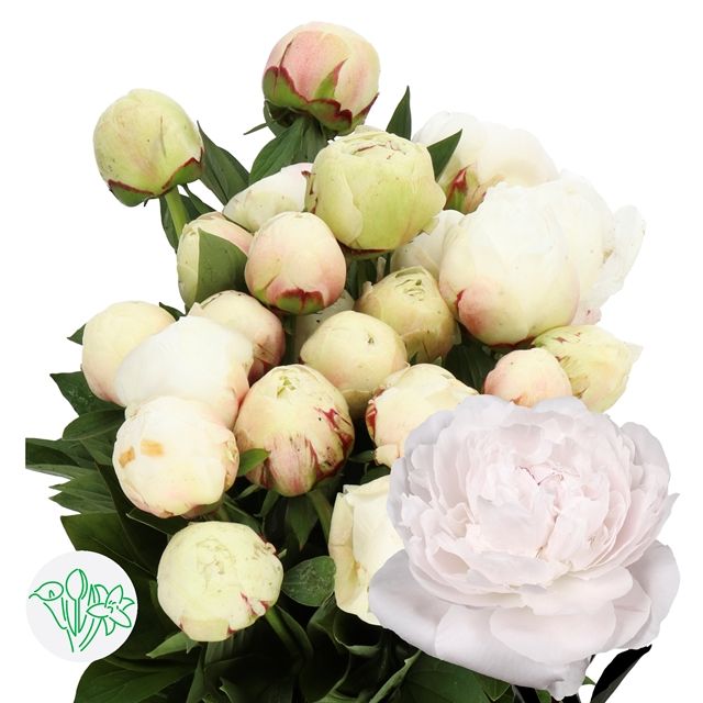 Peony Odile 50cm