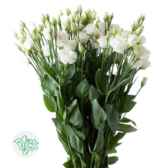 Lisianthus Double White 70cm