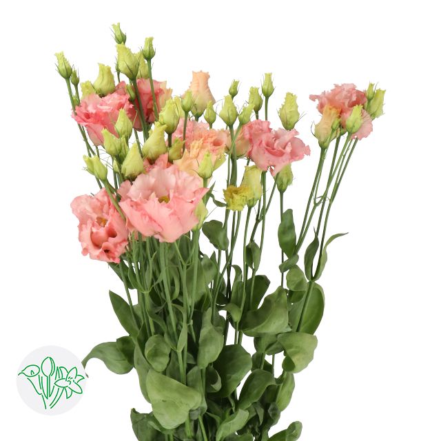 Lisianthus Double Apricot 70cm