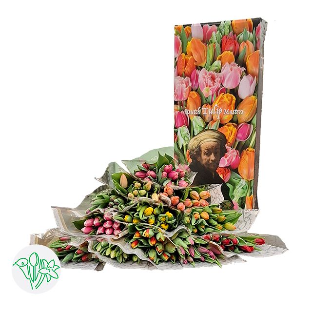 Tulip Dutch Masters - 37cm Assorted Colors