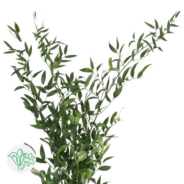 Italian Ruscus 70cm