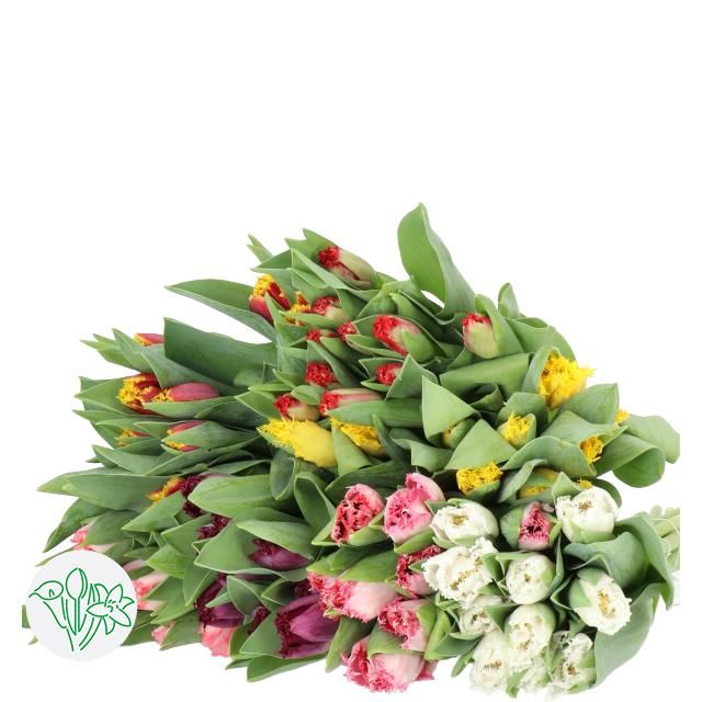 Tulip Frilled - 37cm Assorted Colors