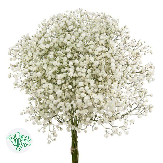 Gypsophila Xlence 70cm 250g