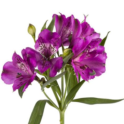 Alstroemeria 70cm- Purple