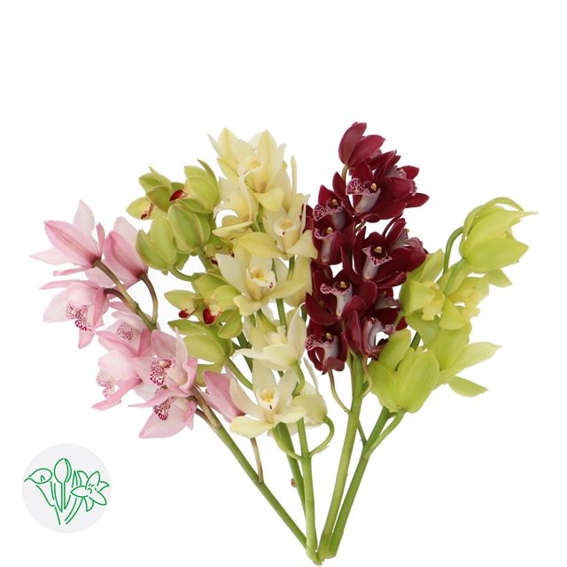 Mini Cymbidium Orchids Assorted 40cm (PER STEM)