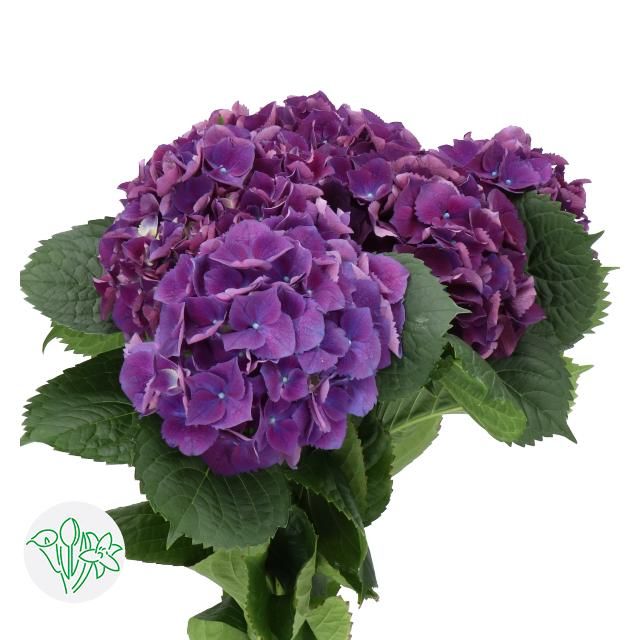 Hydrangea Royal King 70cm (PER STEM)