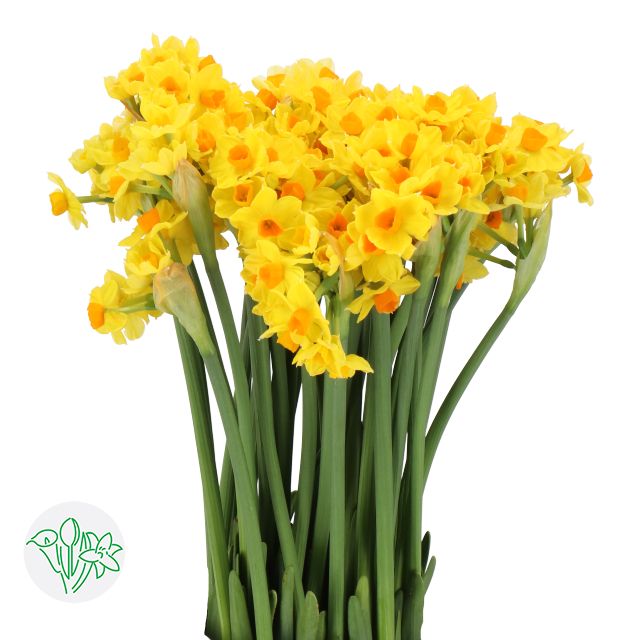Daffodil Grand Soleil 45cm